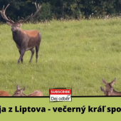 Jelenia ruja z Liptova 2 - Večerný kráľ spontánnosti