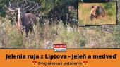 Jelenia ruja z Liptova - jeleň a medveď