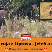 Jelenia ruja z Liptova - jeleň a medveď