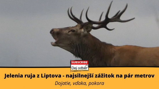 Jelenia ruja z Liptova 4️⃣ - Najsilnejší zážitok na pár metrov - Dojatie, vďaka, po