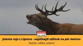 Jelenia ruja z Liptova 4️⃣ - Najsilnejší zážitok na pár metrov - Dojatie, vďaka, po