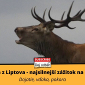 Jelenia ruja z Liptova 4️⃣ - Najsilnejší zážitok na pár metrov - Dojatie, vďaka, po