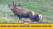 Jelenia ruja z Liptova 5️⃣ - Krásny ručiaci býk, ranné jelene a stretnutie s lesnou