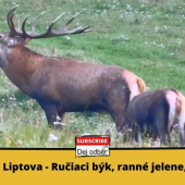 Jelenia ruja z Liptova 5️⃣ - Krásny ručiaci býk, ranné jelene a stretnutie s lesnou