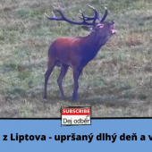 Dlhý upršaný deň a veľa jeleňov