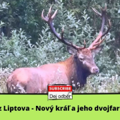 Jelenia ruja z Liptova 7️⃣ - Nový kráľ a jeho dvojfarebné parohy