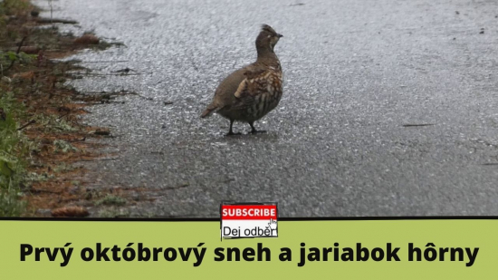Prvý októbrový sneh a jariabok hôrny