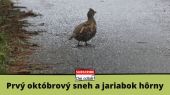 Prvý októbrový sneh a jariabok hôrny