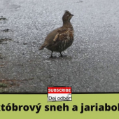 Prvý októbrový sneh a jariabok hôrny