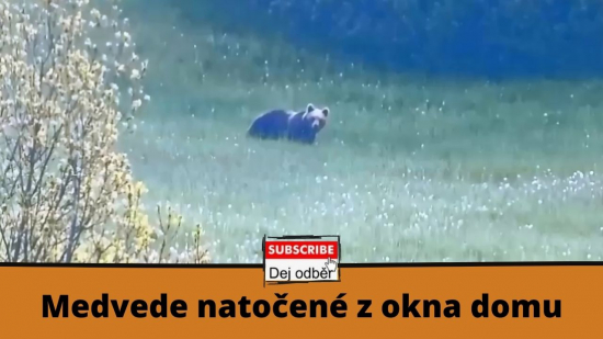 Medvede natočené z okna domu
