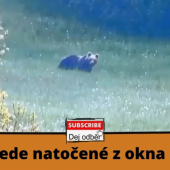 Medvede natočené z okna domu