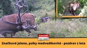 Značkové jelene a psíky medvedíkovité