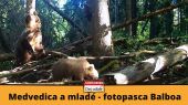 Medvedica a mladé - doma vyrobená fotopasca