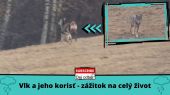 Vlk a jeho korisť - zážitok na celý život