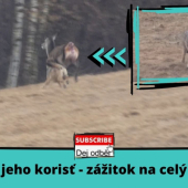 Vlk a jeho korisť - zážitok na celý život