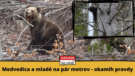Medvedica a mladé na pár metrov (okamih pravdy pre človeka)
