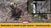 Medvedica a mladé na pár metrov (okamih pravdy pre človeka)