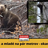 Medvedica a mladé na pár metrov (okamih pravdy pre človeka)