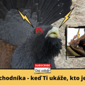 Hlucháň z turistického chodníka - keď Ti ukáže, kto je tu pánom