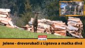 Jelene - drevorubači z Liptova a mačka divá