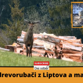 Jelene - drevorubači z Liptova a mačka divá