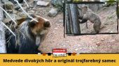 Medvede divokých hôr a originál trojfarebný samec