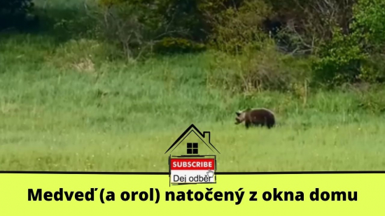 Medveď natočený z okna domu