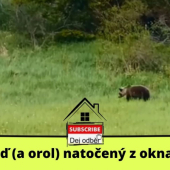 Medveď natočený z okna domu