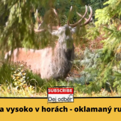 Jelenia ruja vysoko v horách - oklamaný ručiaci jeleň