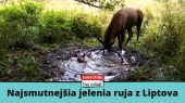 Najsmutnejšia jelenia ruja z Liptova