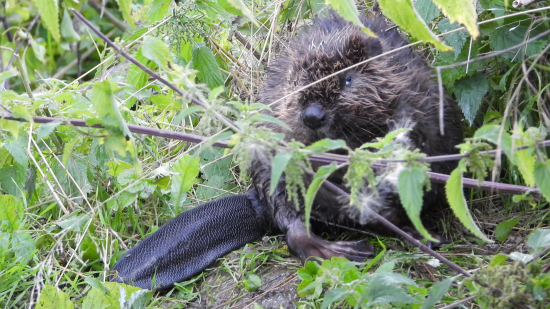 Bobry na žihľavách