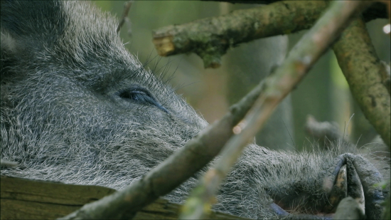 Kňour a jeho zbraně