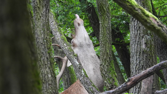 Jelen si pochutnává na listech