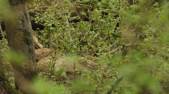 Bachyně při kojení selat