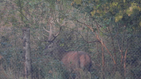 Jeleni v oplocenkách