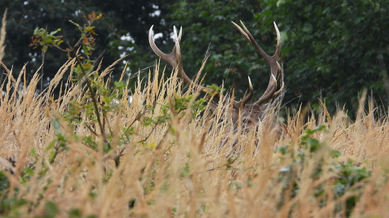 Dvanácterák na pasece