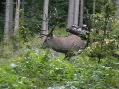 Nepárny štrnásťtorák