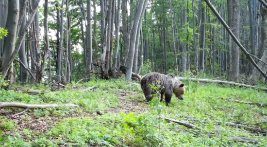 Príbeh Fatranského chodníka