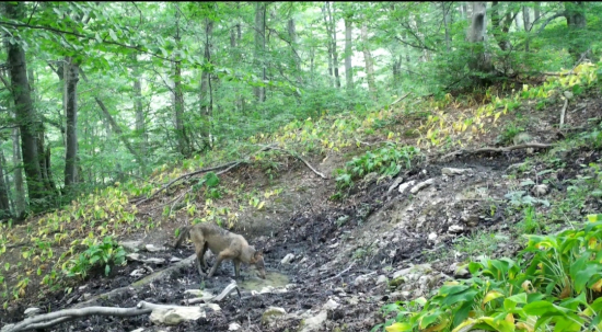 Kalisko v srdci hôr