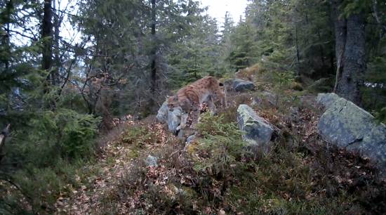 Chodník v horských smrečinách