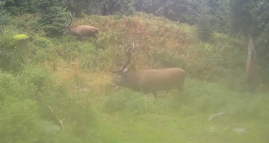 Vysokohorská jelenia ruja