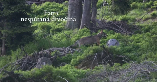 Fatra nespútaná divočina