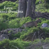 Fatra nespútaná divočina