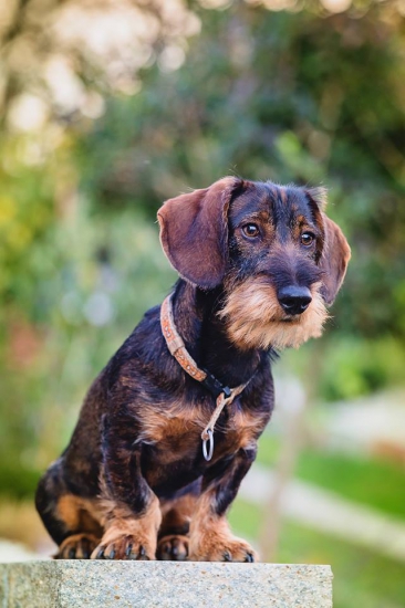Kamil  z hladkého vrchu - 9 mesačný - koniec stopy