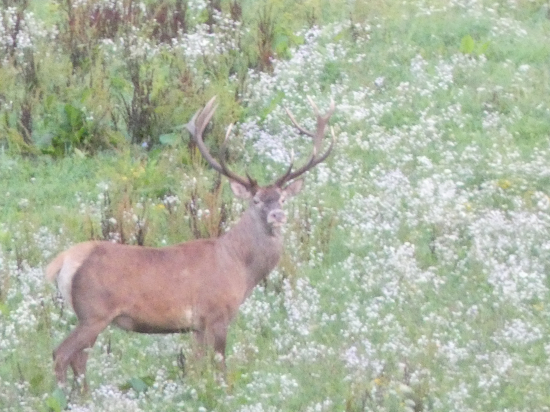 Jelenia ruja očami fotopasce