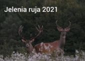 Jelenia ruja 2021