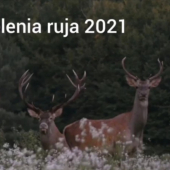 Jelenia ruja 2021