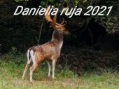 Danielia ruja 2021