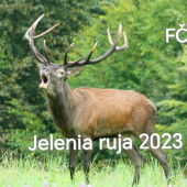 Jelenia ruja 2023