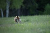 Vábenie lišky-nordik predator